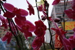 23012009_Chinese New Year Flower Fair_Victoria Park000044