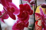 23012009_Chinese New Year Flower Fair_Victoria Park000045