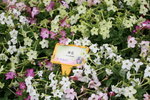 20032012_Hong Kong Flower Show@Victoria Park_Flower Flower00023
