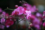 20032012_Hong Kong Flower Show@Victoria Park_Orchid00017
