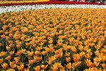 20032012_Hong Kong Flower Show@Victoria Park_Tulip00011