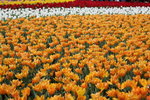 20032012_Hong Kong Flower Show@Victoria Park_Tulip00020