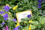 20032012_Hong Kong Flower Show@Victoria Park_Purple00006