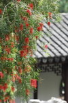 24032012_Kowloon Walled City Park00004
