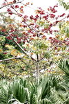 24032012_Kowloon Walled City Park00007