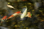 24032012_Kowloon Walled City Park00035