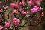 24032012_Kowloon Walled City Park00039