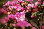 24032012_Kowloon Walled City Park00040