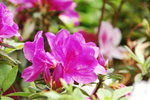 24032012_Kowloon Walled City Park00041