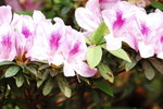 24032012_Kowloon Walled City Park00042