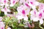 24032012_Kowloon Walled City Park00043