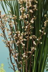 15032013_Hong Kong Flower Show 2013_Ikebena00004
