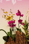 15032013_Hong Kong Flower Show 2013_Ikebena00008