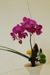 15032013_Hong Kong Flower Show 2013_Ikebena00013