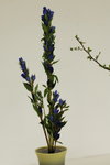 15032013_Hong Kong Flower Show 2013_Ikebena00019