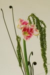 15032013_Hong Kong Flower Show 2013_Ikebena00020