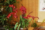 15032013_Hong Kong Flower Show 2013_Ikebena00024