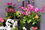 22032013_Hong Kong Flower Show 2013_Ikebena00012
