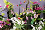 22032013_Hong Kong Flower Show 2013_Ikebena00013