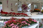 22032013_Hong Kong Flower Show 2013_Ikebena00023