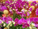 18012013_Telford Garden Orchid Show00008