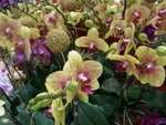 18012013_Telford Garden Orchid Show00010