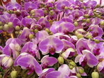18012013_Telford Garden Orchid Show00013
