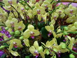 18012013_Telford Garden Orchid Show00016
