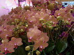 18012013_Telford Garden Orchid Show00018