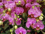 18012013_Telford Garden Orchid Show00019