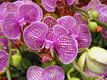 18012013_Telford Garden Orchid Show00020