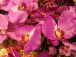 18012013_Telford Garden Orchid Show00021