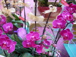 22012013_Telford Garden Orchid Show00008