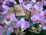 22012013_Telford Garden Orchid Show00009