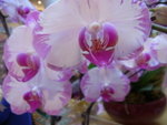22012013_Telford Garden Orchid Show00010