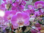 22012013_Telford Garden Orchid Show00011