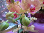 22012013_Telford Garden Orchid Show00012