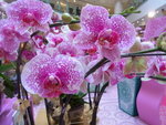 22012013_Telford Garden Orchid Show00013