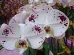 22012013_Telford Garden Orchid Show00014