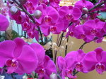 22012013_Telford Garden Orchid Show00015
