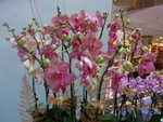 22012013_Telford Garden Orchid Show00016