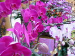 22012013_Telford Garden Orchid Show00017