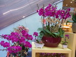 22012013_Telford Garden Orchid Show00019
