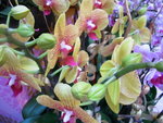 22012013_Telford Garden Orchid Show00020