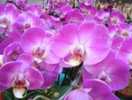 22012013_Telford Garden Orchid Show00021
