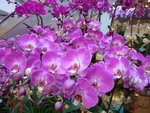 22012013_Telford Garden Orchid Show00022