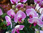22012013_Telford Garden Orchid Show00023