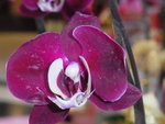 22012013_Telford Garden Orchid Show00028