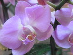 22012013_Telford Garden Orchid Show00029