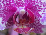 22012013_Telford Garden Orchid Show00031